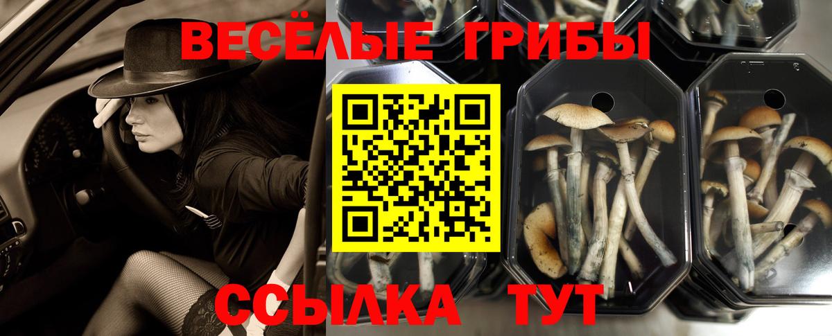 Ишимбай  Галлюциногенные грибы Magic Shrooms  Вход с VPN  Псилоцибиновые грибы Psilocybine cubensis 
